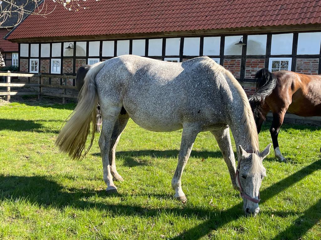 Pferd