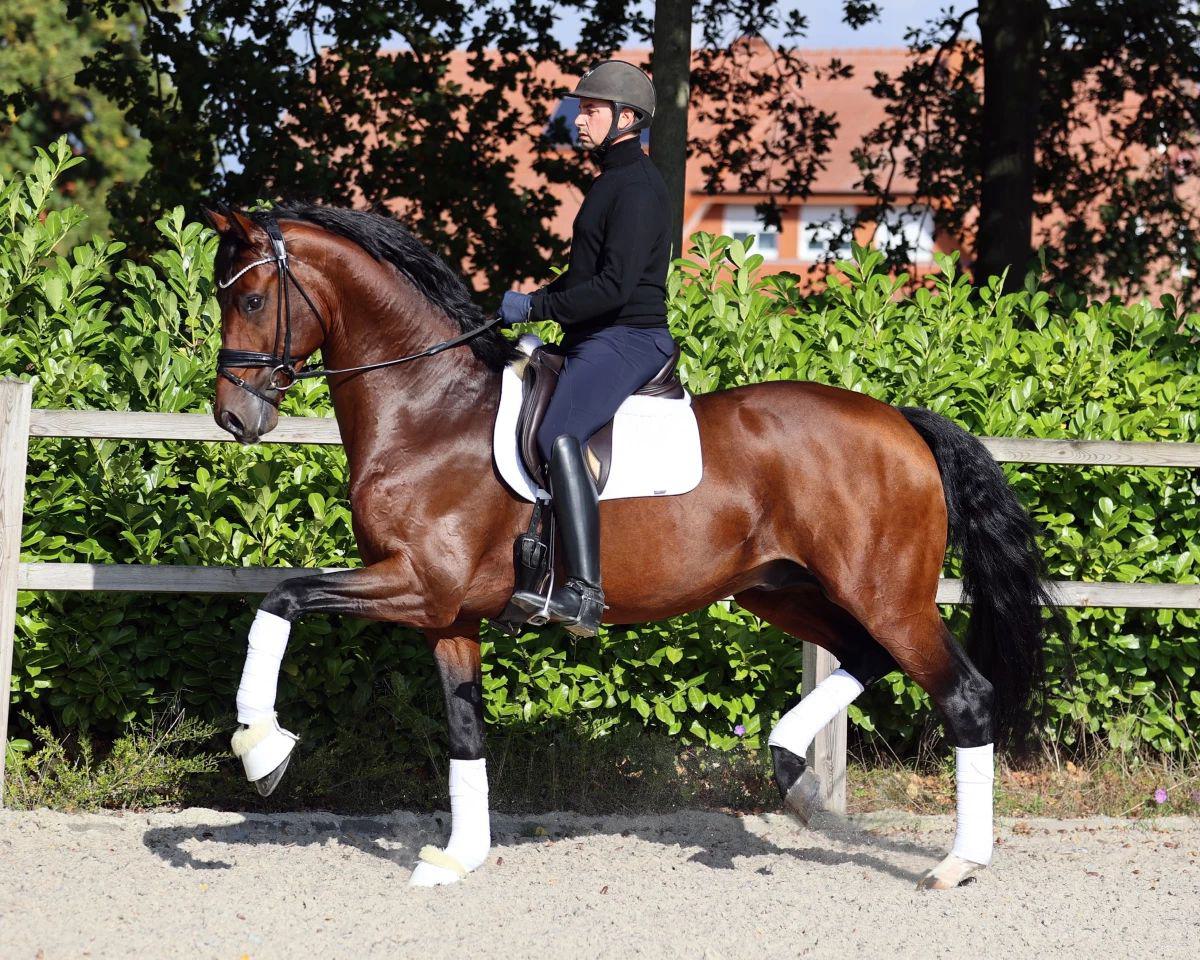 Hengst For Kingdom (For Emotion 6 x Dimaggio)